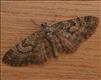 1856 (70.163) Larch Pug